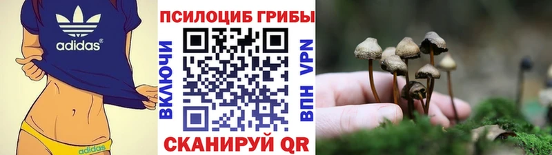 kraken маркетплейс  Чехов  Псилоцибиновые грибы Psilocybine cubensis  наркота 